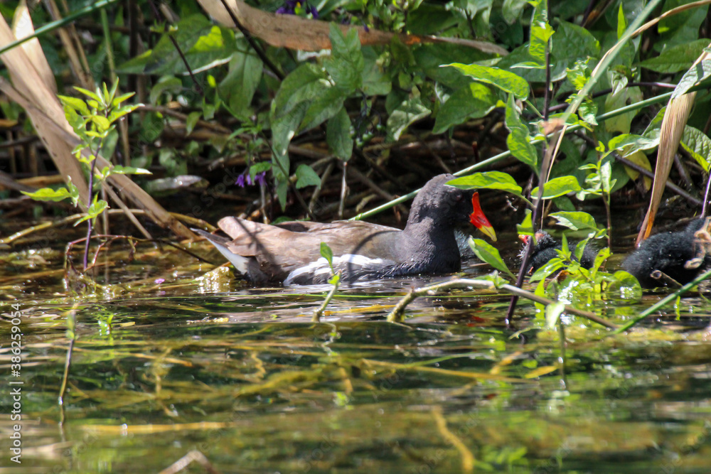 Ein Blässhuh, Teichhuhn in einem Teich. Ein Blässhuh, Teichhuhn in einem Teich.