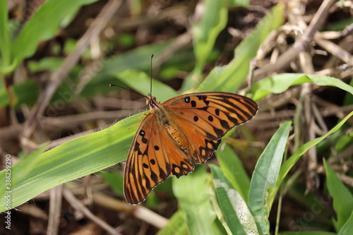 Borboleta