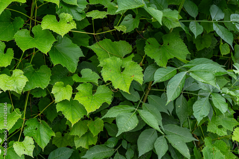 hedge in the garden made of green leaves of grapevine 