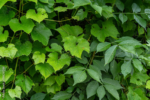 hedge in the garden made of green leaves of grapevine 