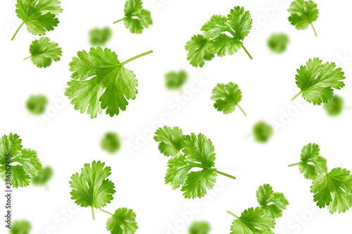 Falling Coriander leaf isolated on white background, selective focus