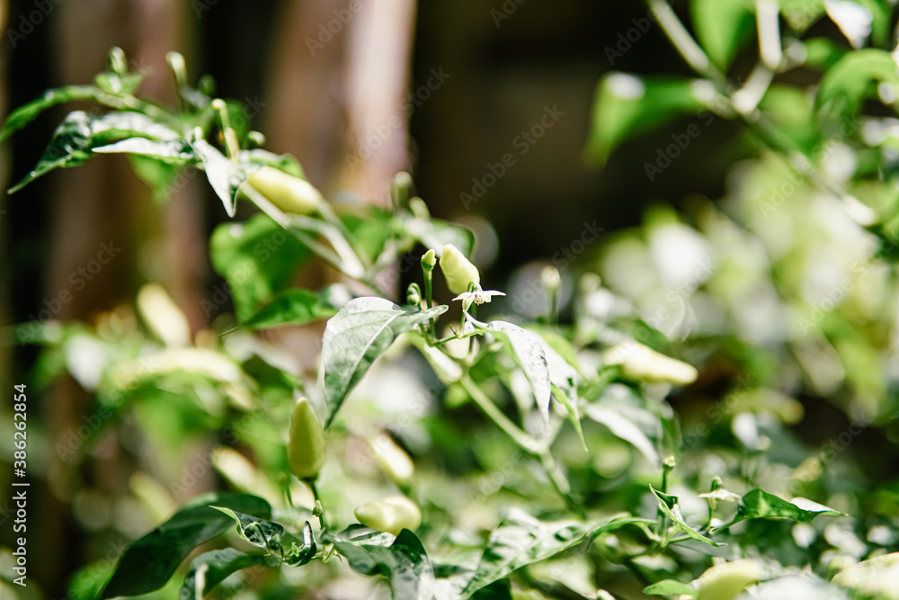 hot cayenne pepper thrives in the garden. chilli hot cayenne pepper thrives in the garden. chilli