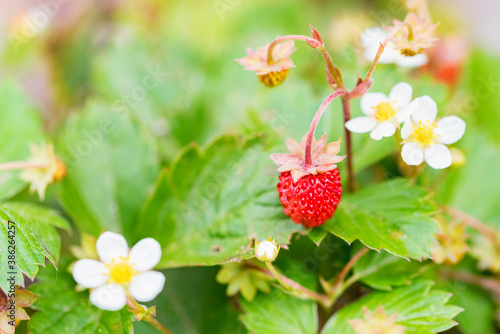 Close up of fragaria vesca or wild strawberry photo