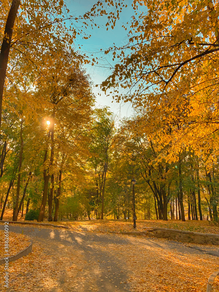 Naklejka premium autumn in the park