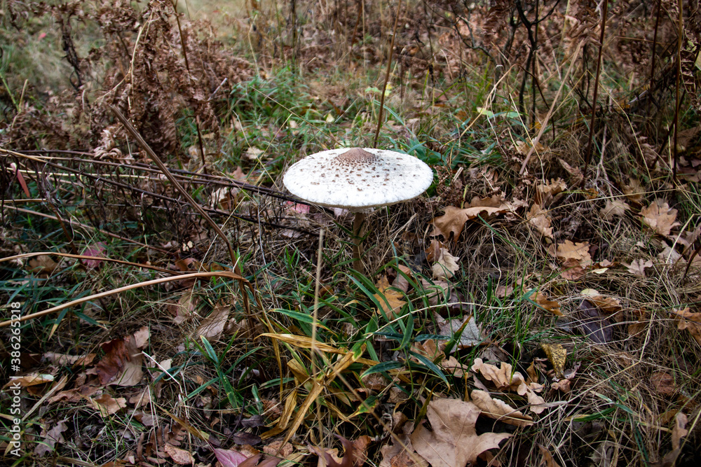 The tall parasol mushroom in the grass. Macrolepiota procera mushroom found in a pine wood. Mushrooms growing in the grass in the forest in the moss. Edible mushroom in the forest in autumn. The tall parasol mushroom in the grass. Macrolepiota procera mushroom found in a pine wood. Mushrooms growing in the grass in the forest in the moss. Edible mushroom in the forest in autumn.