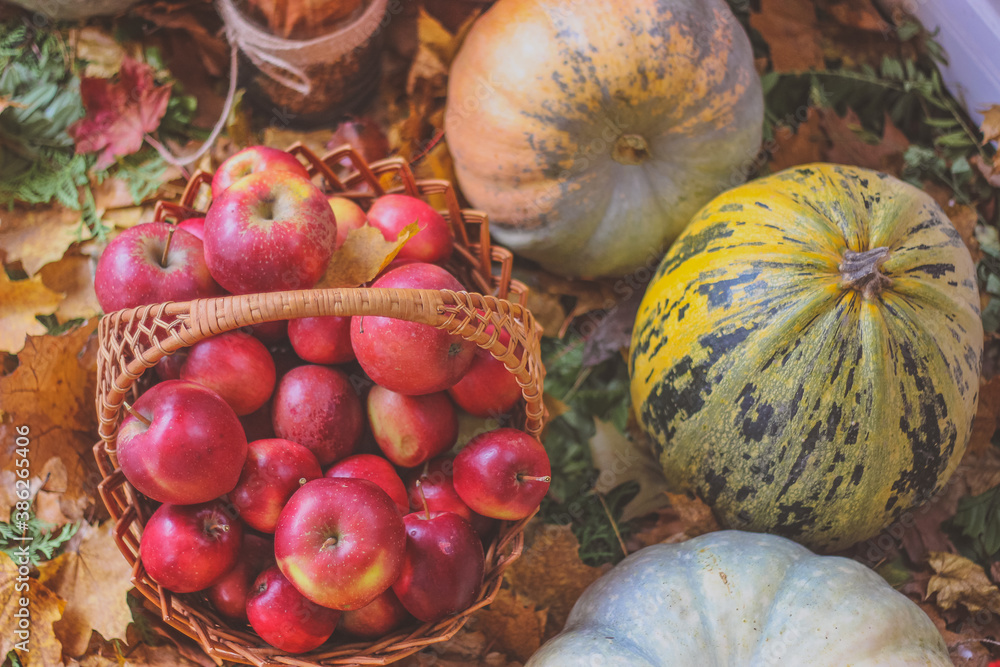autumn still life with pumpkins. pumpkin and apples. halloween. basket with red apples autumn still life with pumpkins. pumpkin and apples. halloween. basket with red apples