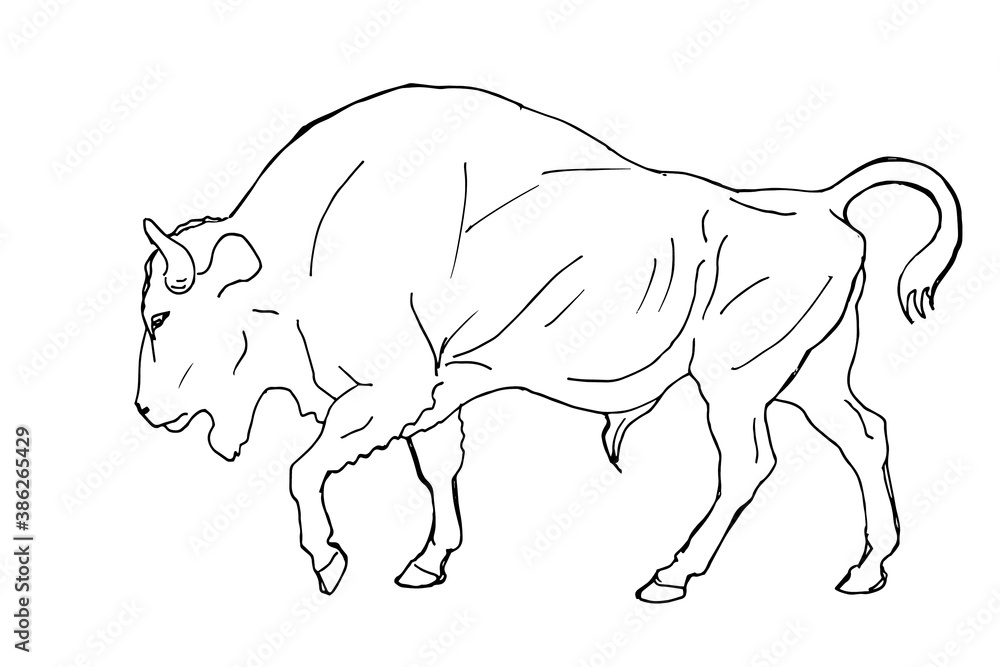 bison, wild bull, vector, black pen drawing isolated on a white background for greeting cards, calendars, design bison, wild bull, vector, black pen drawing isolated on a white background for greeting cards, calendars, design