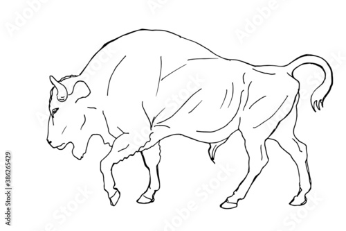 bison  wild bull   vector  black pen drawing isolated on a white background for greeting cards  calendars  design