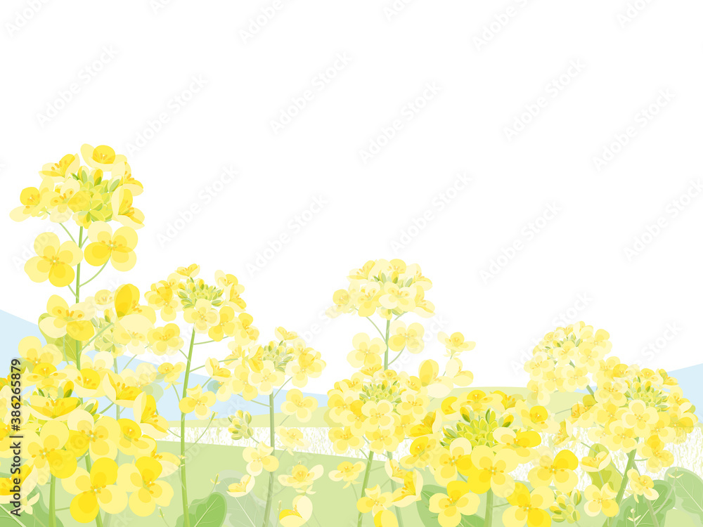 菜の花 菜の花