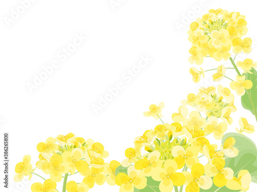菜の花のフレーム