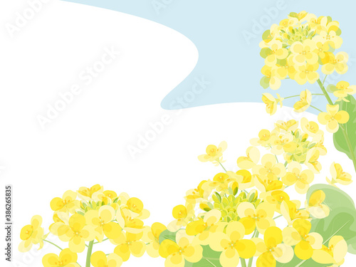 菜の花