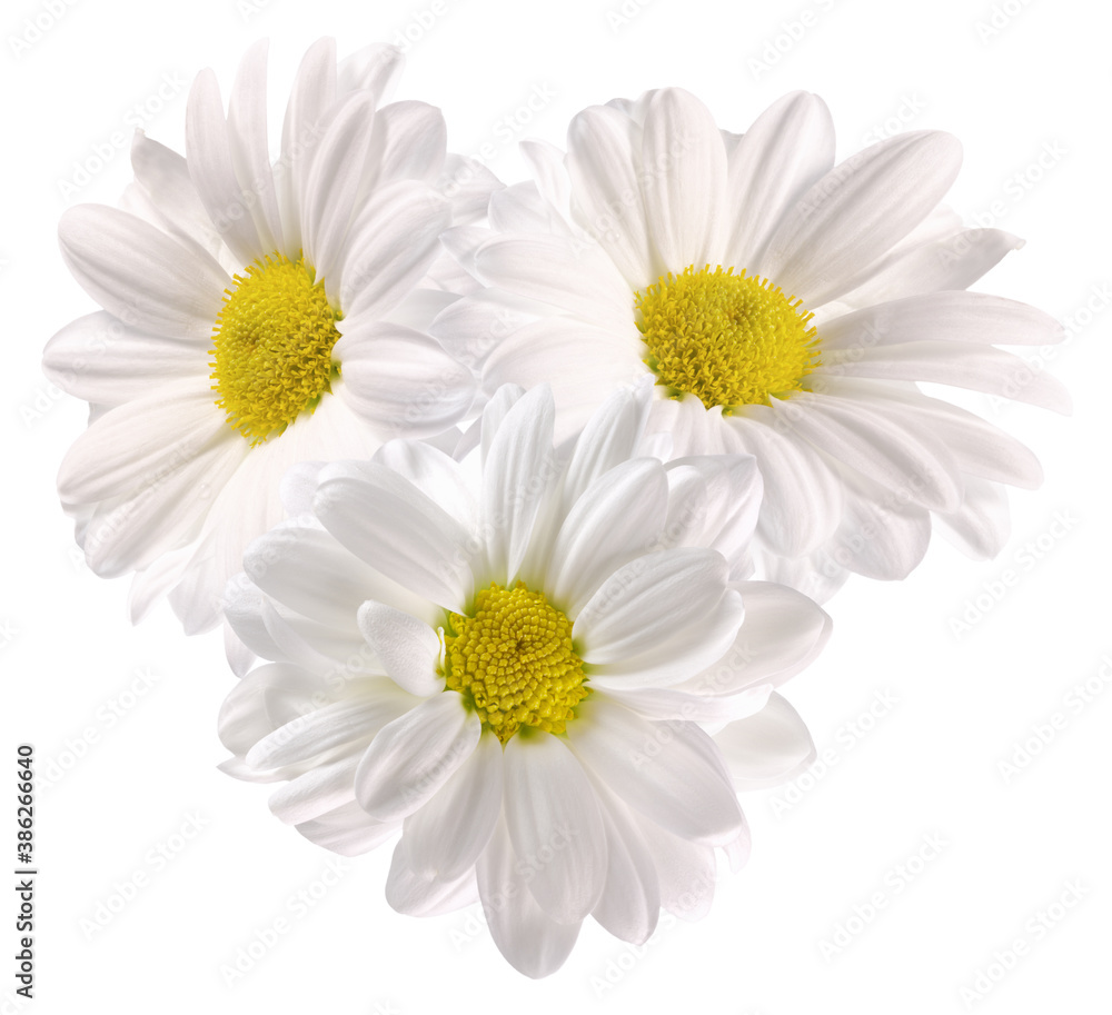 daisies isolated on a white background