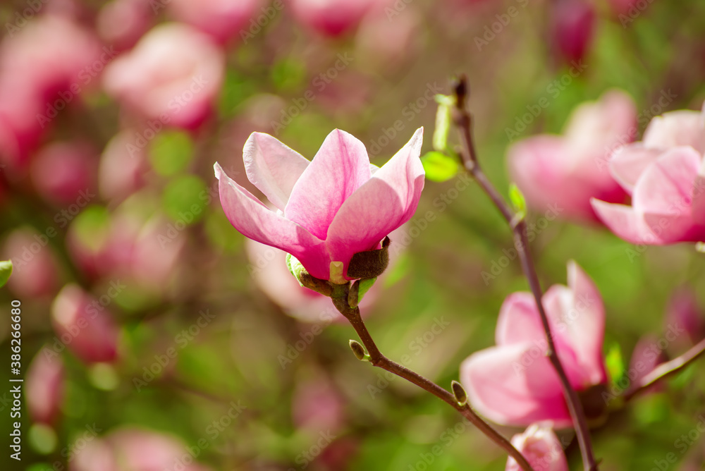 Magnolia spring flowers