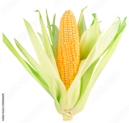 corn ear isolated on a white background