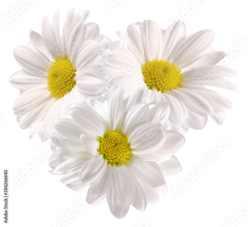 daisies isolated on a white background