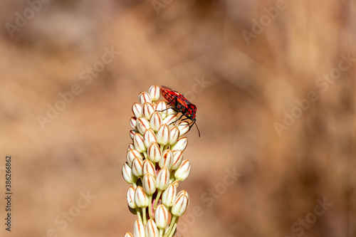 A firebug (Pyrrhocoris apterus) on a Verbascum giganteum or thapsus (great mullein, common mullein)