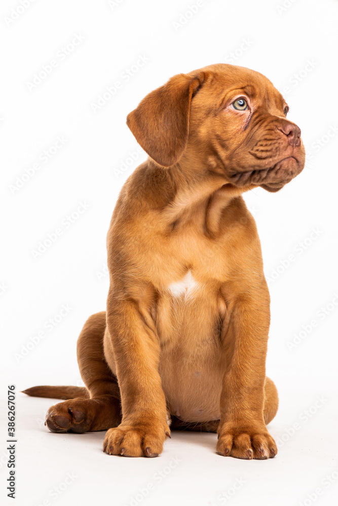 Obraz premium Cachorro Dogo de Burdeos