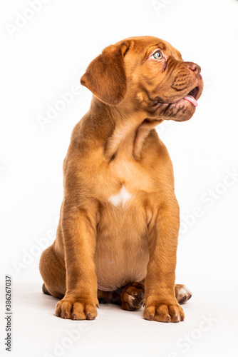 Dogue de Bordeaux Puppy