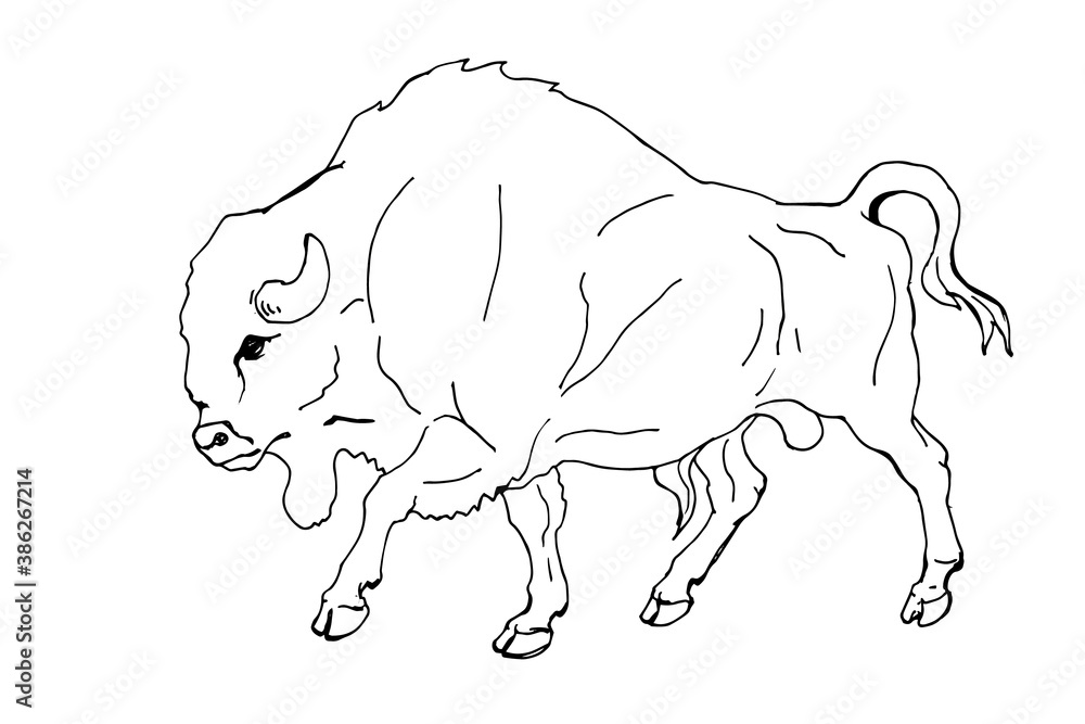 bison, wild bull, hand pencil drawing isolated on white background for greeting cards, calendars, design bison, wild bull, hand pencil drawing isolated on white background for greeting cards, calendars, design