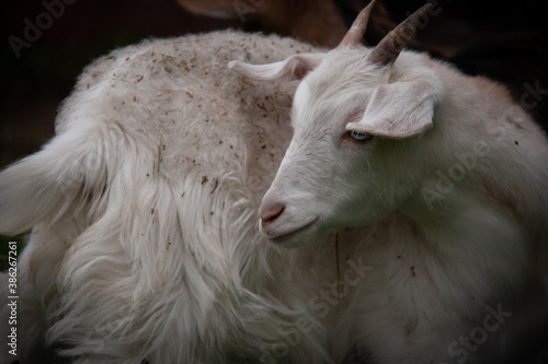 Silky miniature fainting goat white soft silky hair, blue eyes close up with dirty hair