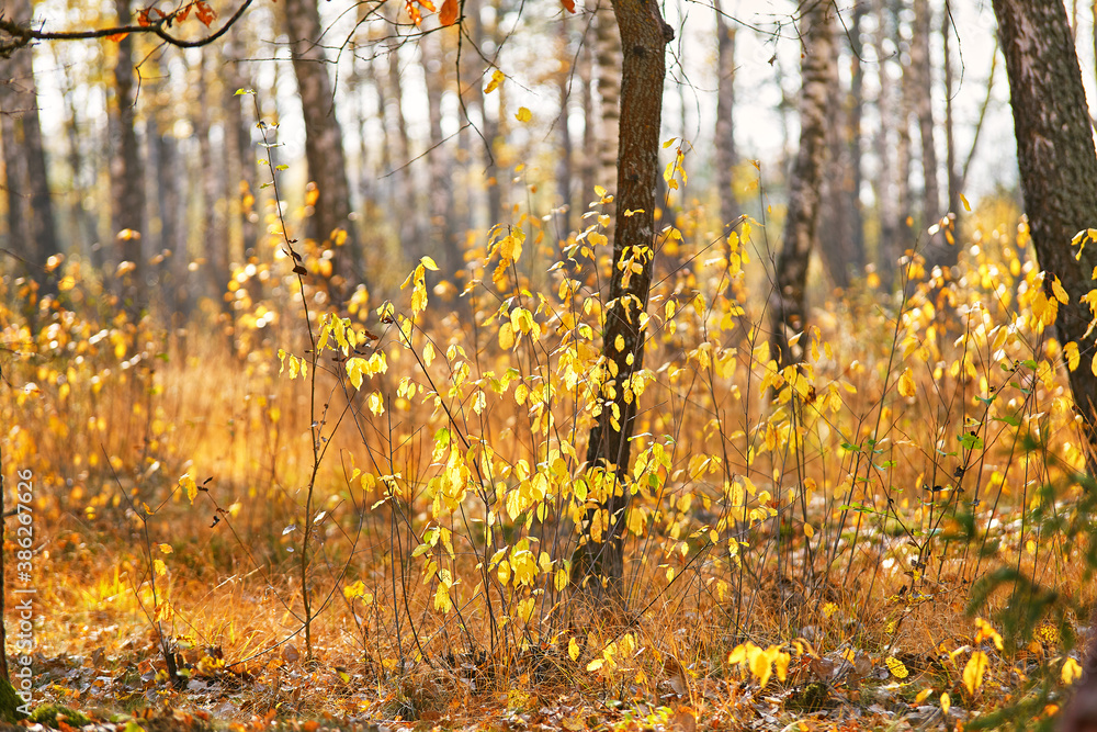 Autumn park. Colorful fall sunny scene.