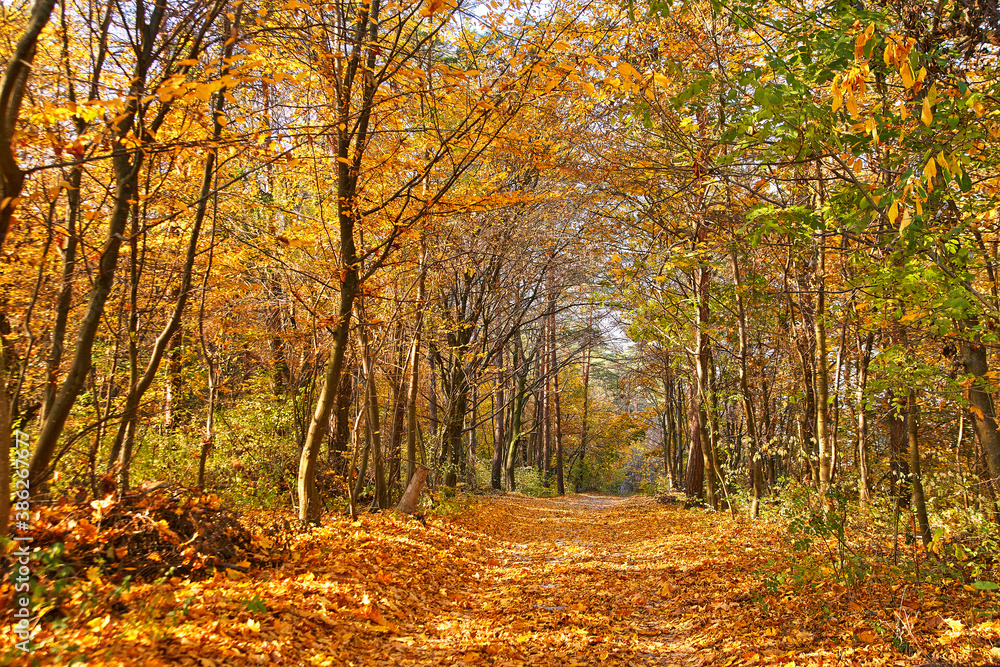 Autumn park. Yellow leaves on the ground. Maple alley lane. October