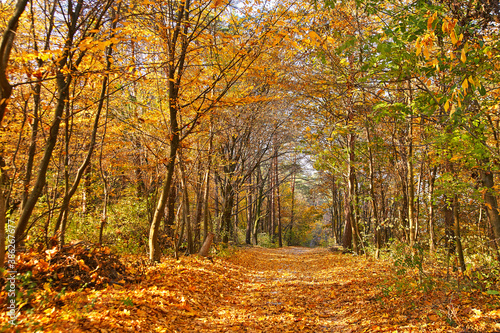 Obraz na płótnie Autumn park. Yellow leaves on the ground. Maple alley lane. October w salonie