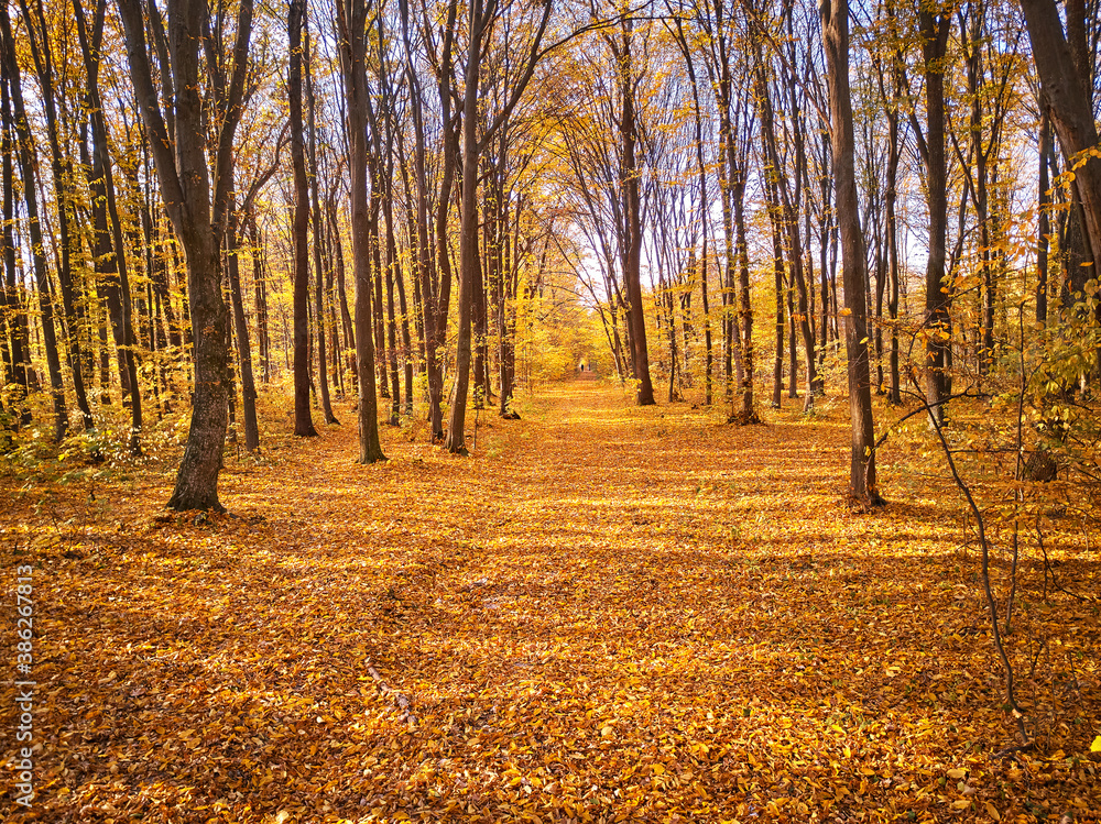 Autumn park. Yellow leaves on the ground. Maple alley
