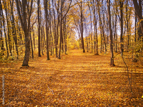 Obraz na płótnie Autumn park. Yellow leaves on the ground. Maple alley w salonie