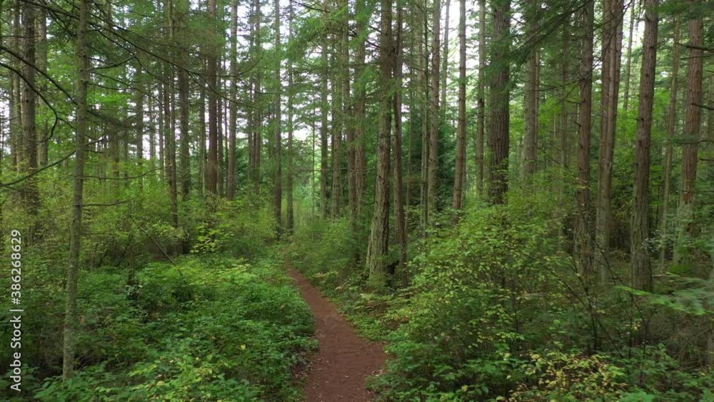 Lush Green Pacific Northwest Rain Forest. Inspiring trip traveling through this dense Douglas Fir and verdant green understory. Nature at its finest. Lush Green Pacific Northwest Rain Forest. Inspiring trip traveling through this dense Douglas Fir and verdant green understory. Nature at its finest.