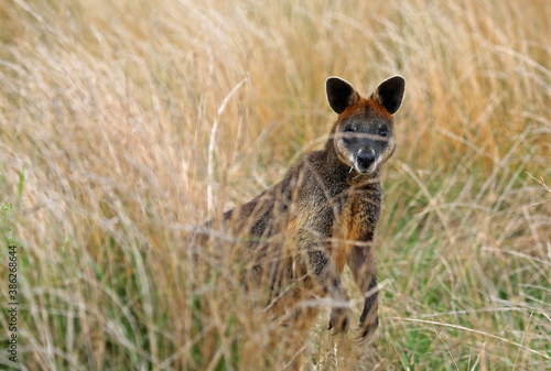 Wallaby portrait - Phillip Island, Victoria, Australia