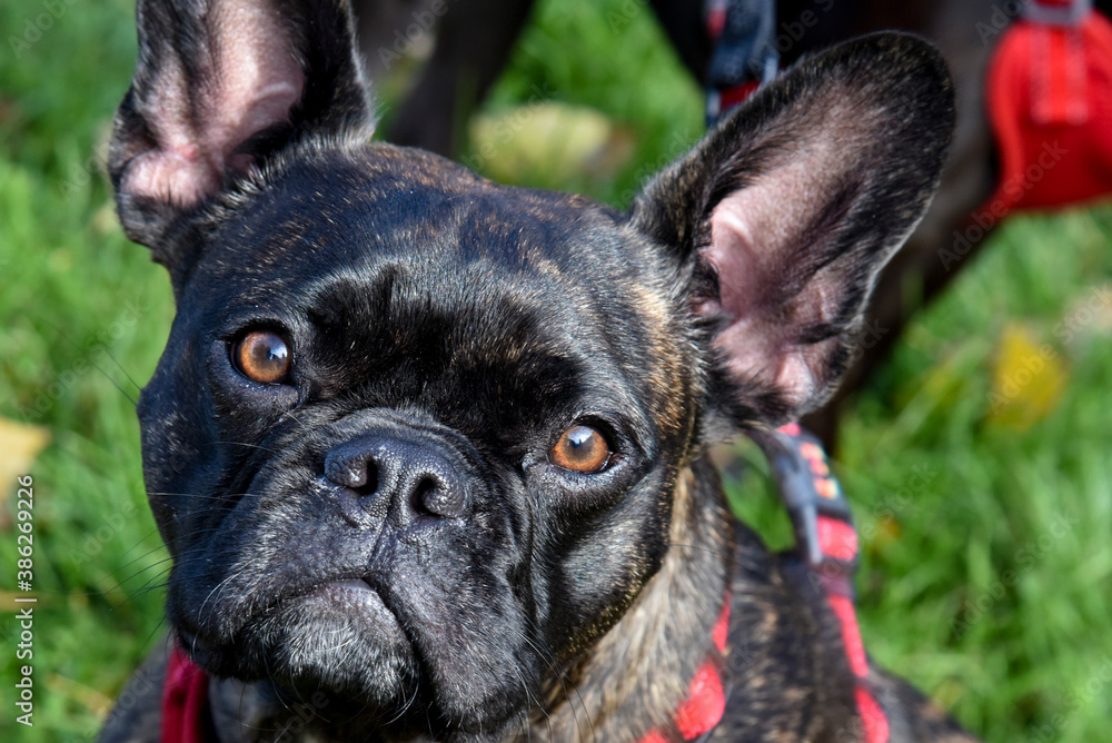 bouledogue francais gros plan