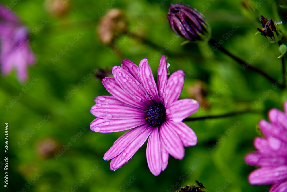 Fleurs Anemone Fleurs Anemone