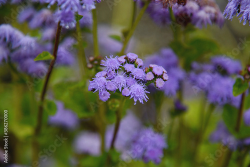 Fleur mauve  ageratum du mexique