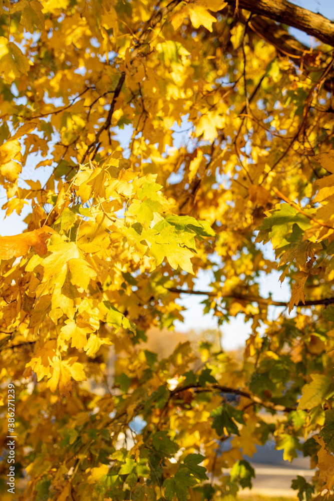 golden autumn outdoors background. autumn festival greeting card
