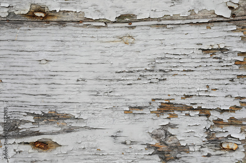 White peeling paint on wood, beautiful wooden plank, natrual hardwood weathered, space for text. close up and no person 