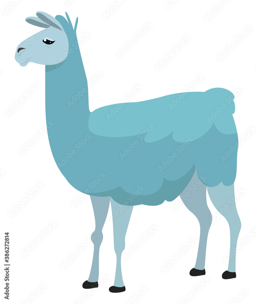 Fototapeta premium Blue lama, illustration, vector on white background
