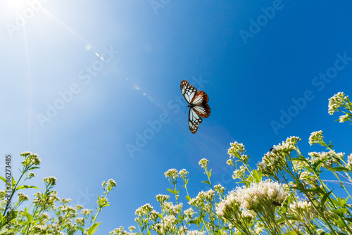 A photo of a beautiful traveling butterfly taken in Japan photo