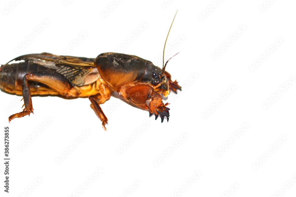 Mole Cricket (Gryllotalpidae) on white background. dangerous garden pest Mole Cricket (Gryllotalpidae) on white background. dangerous garden pest