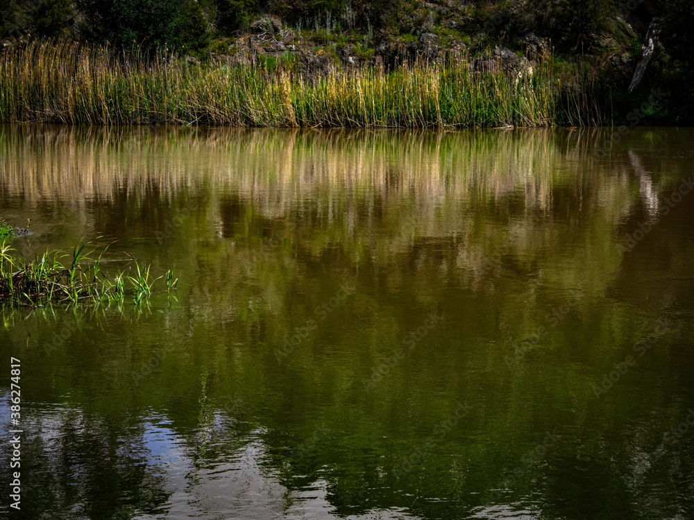 Reed Reflection Reed Reflection