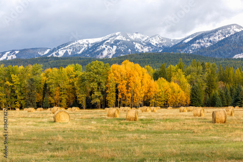 Photography Autumn hay bales in field with distant snow capped mountains in background, Mont