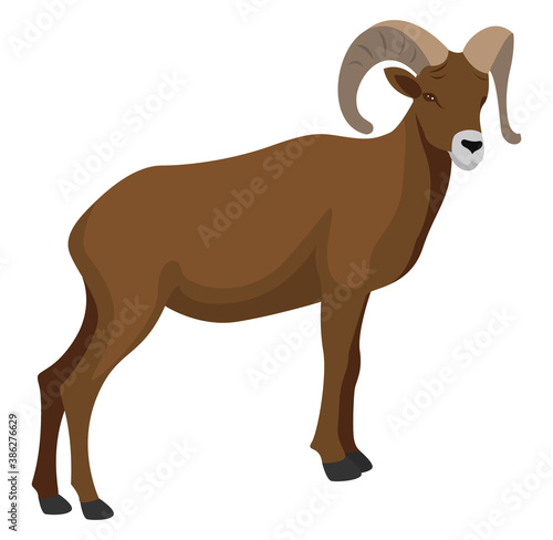 Mouflon animal, illustration, vector on white background photo