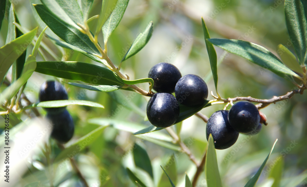 black olives on branch and green leaves black olives on branch and green leaves