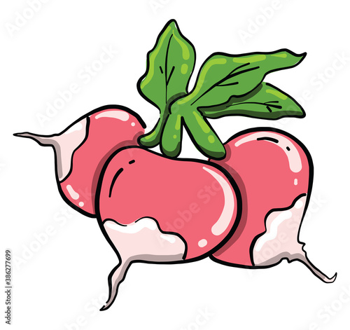 Three radishes, illustration, vector on white background
