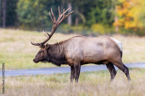 Large male Elk during the rut season in the pacific northwest