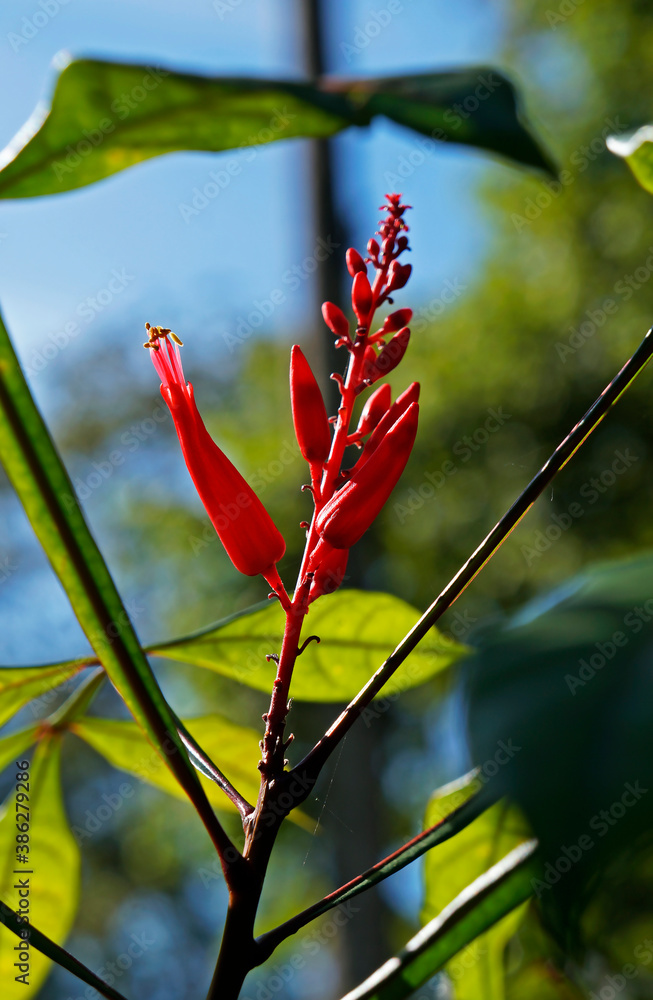 Stave-wood, Sironum wood or Bitter-wood flowers (Quassia amara), medicinal plant, Rio, Brazil Stave-wood, Sironum wood or Bitter-wood flowers (Quassia amara), medicinal plant, Rio, Brazil
