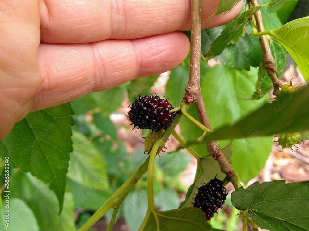 blackberry in the hand blackberry in the hand