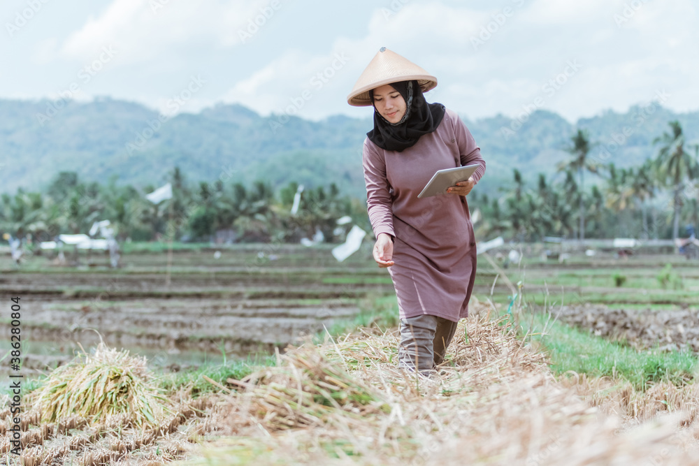 Modern female farmers using tablets to market the rice harvested in the fields