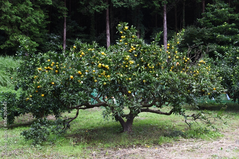 Fototapeta premium Mandarin orange (Satsuma orange) cultivation.