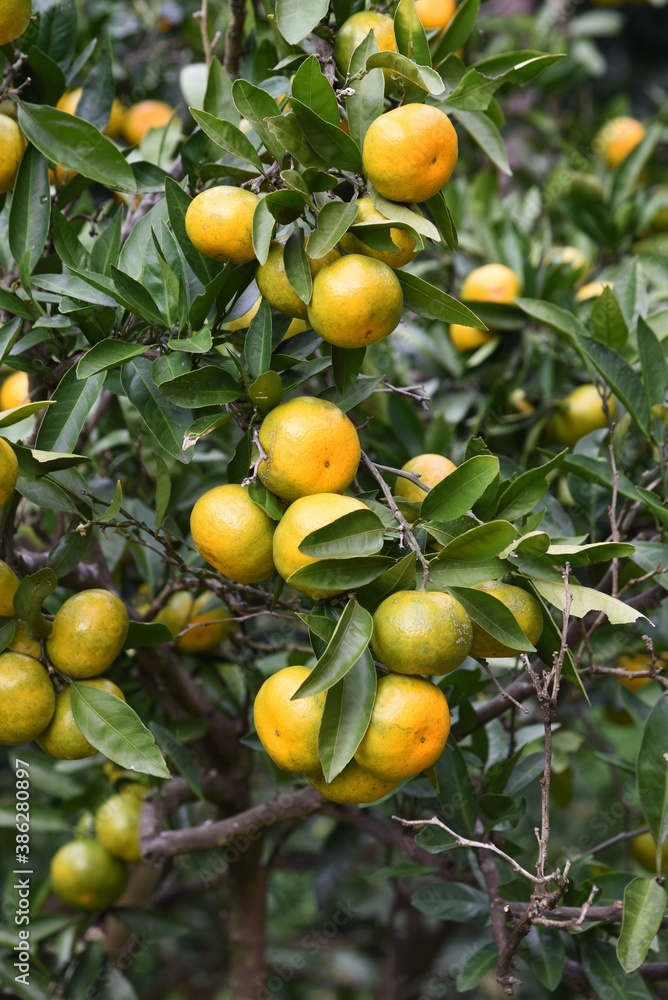 Mandarin orange (Satsuma orange) cultivation.